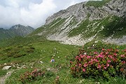 71 Sentiero tra rododendri irsuti